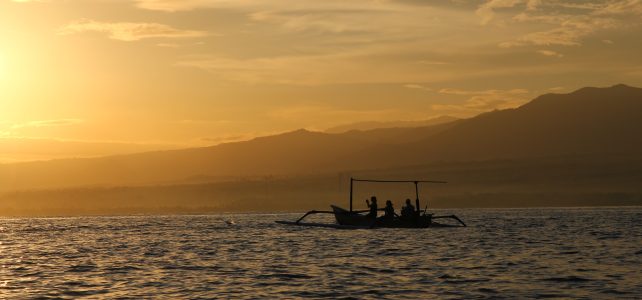 Dolphin watching